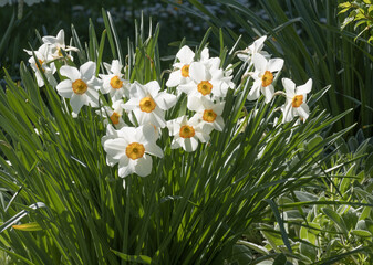 Wall Mural - narcissus poeticus