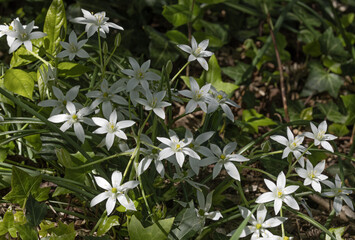 Wall Mural - phillyrea angustifolia