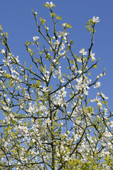 Wall Mural - poncirus trifoliata en fleurs