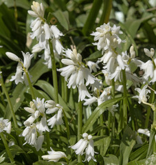 Wall Mural - hyacinthoides massartiana blanche