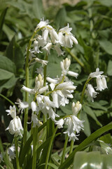 Wall Mural - hyacinthoides massartiana blanche