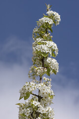 Wall Mural - branche de prunus serurulata fleurie au printemps