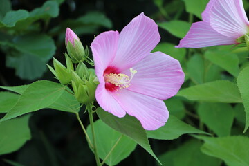 Wall Mural - Pink swamp rose  flower 
