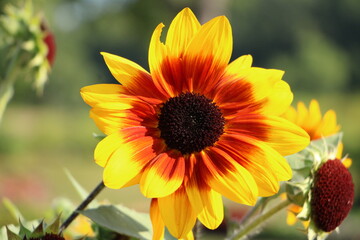 Wall Mural - sunflower in the garden