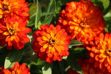 Wall Mural - orange flowers in the garden