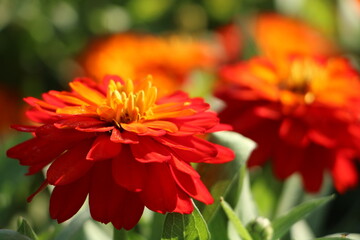 Wall Mural - red dahlia flower in garden