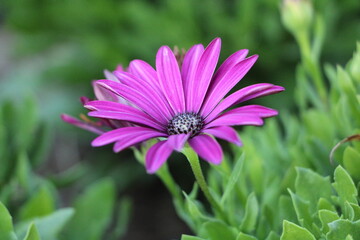 Wall Mural - pink daisy flower