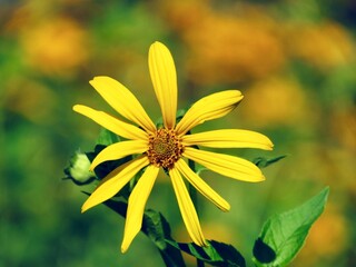 Wall Mural - yellow flower on green background
