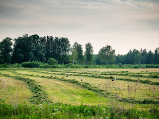 Wall Mural - Field with freshly cut grass laying in lines and stork walking around them looking for food. Landscape in Baltic states. Agriculture and farming industry. Nobody. Selective focus.