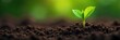© Outhay - Close-up of a vibrant green sprout pushing through rich soil, symbolizing new life emerging from the earth, a powerful image of growth and renewal , life, strong, healthy