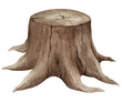 © Niksberry_Art - Hand drawn watercolor illustration of an old tree stump, realistic illustration, isolated on a transparent background