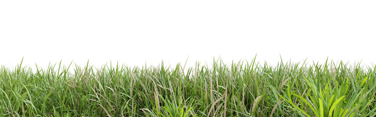 Wall Mural - Green grass isolated on transparent background 3d rendering png