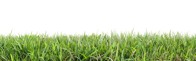 Wall Mural - Green grass isolated on transparent background 3d rendering png