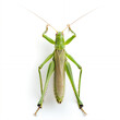 © Ur img here★Ctrl + D - green grasshopper isolated on white background with png white background isolated