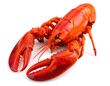 © Gelas - Vibrant lobster on white background