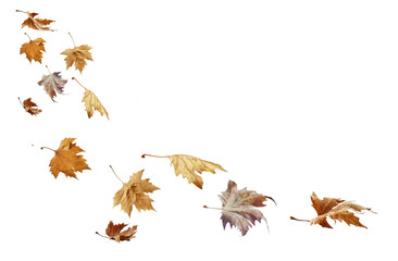 Wall Mural - autumn leaves isolated on white