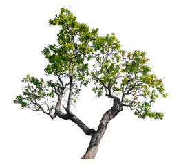 Wall Mural - Green tree isolated on transparent background with clipping path and alpha channel