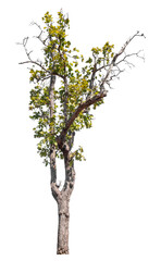 Wall Mural - Tree isolated on transparent background with clipping path and alpha channel
