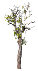 Wall Mural - tree isolated on transparent background with clipping path and alpha channel