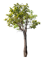 Wall Mural - Tree isolated on transparent background with clipping path and alpha channel