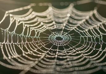 A stunning close-up of a spider web covered in morning dew drops, glowing.