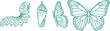 © Taslima - Butterfly life cycle stages transformation metamorphosis insect growth vector