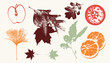 © Anastasiya - Autumn botanical prints with leaves, apple and orange slices, vintage textured vector illustration