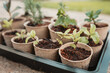 © Austockphoto - Pittosporum cuttings in tray of plants being propagated