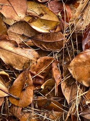 Wall Mural - Autumn leaves scattered on ground creating natural textured background