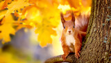 Eichhörnchen im Herbst 