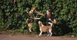 © Anastasia Pro - Young woman, likely a dog sitter or volunteer at a shelter, joyfully playing with two beagle dogs in a park, holding a ball and enjoying the sunny day outdoors