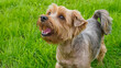 © Alexander - Dog. Yorkshire terrier. Pet. Portrait of a smiling purebred dog.