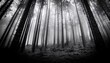 © Judith - black and white abstract foggy forest dramatic depth of field tree photography