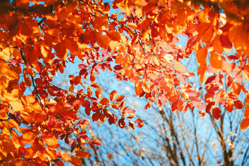 Close-up of bright decorative red leaves on branches with blurred bokeh illuminated by the rays of the sun.