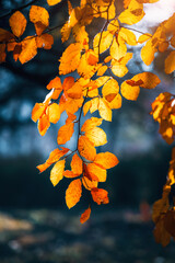 Wall Mural - Close-up of yellow leaves on branches with blurred bokeh in the autumn forest illuminated by the rays of the sun.