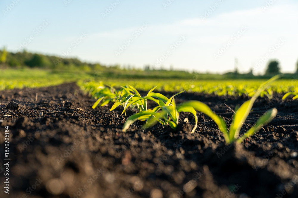 Young corn plants grow in neat rows on an agricultural field under a ...
