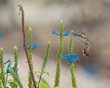 © xandepontes - Beija flor vermelho fêmea (Chrysolampis mosquitus) voando e mostrando suas lindas asas e se alimentando de néctar de uma lindo gervão azul