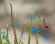 © xandepontes - Beija flor vermelho fêmea (Chrysolampis mosquitus) voando e se alimentando de néctar de uma lindo gervão azul
