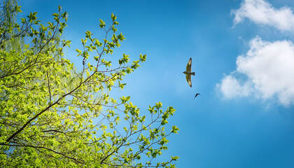 tree branch of green leaves against blue sky natural spring background fresh green leaves on tree br
