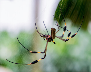 spider on the web