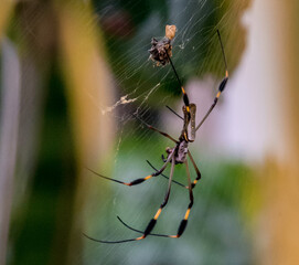 spider on the web