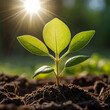 © Ahmed Hossain - Young green sprout growing in soil