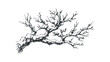© Maestro - Hand-drawn sketch of snow-covered bare tree branches in winter. Vector hand drawn illustration