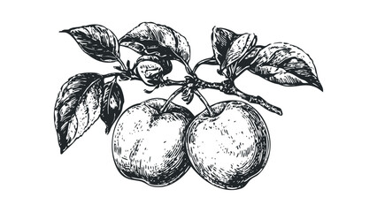 Wall Mural - Hand-drawn sketch of two ripe apples with leaves on a branch. Vector hand drawn illustration