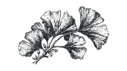 Detailed Ink Sketch of Ginkgo Biloba Leaves on Branch with Buds. Vector hand drawn illustration