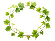 © saheda - vine frame leaf vine circle isolated on white background ,PNG. AI Generated.