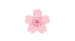 © Muttaqin - Elegant vector icon of a single pink Japanese sakura or cherry blossom flower. A beautiful symbol of springtime and floral nature