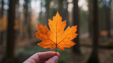 Wall Mural - Autumn Leaf Held Up to the Light