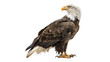 © Anatoli - Majestic bald eagle perched on a branch, showcasing its powerful presence in a natural setting on a transparent background