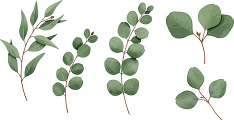 Eucalyptus leaves and branches in various shapes and sizes on white background on transparent background